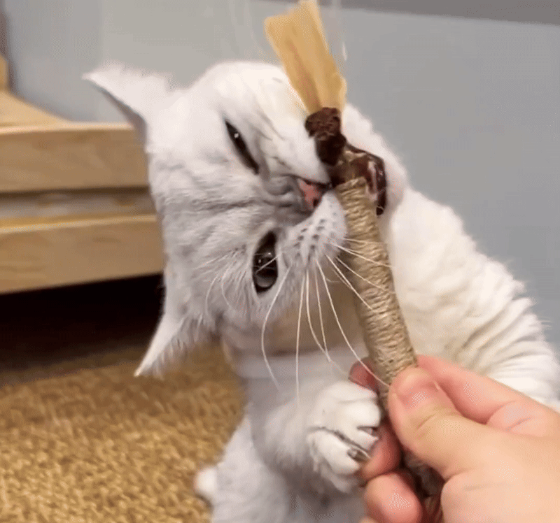 Natural Catnip Dental Chew
